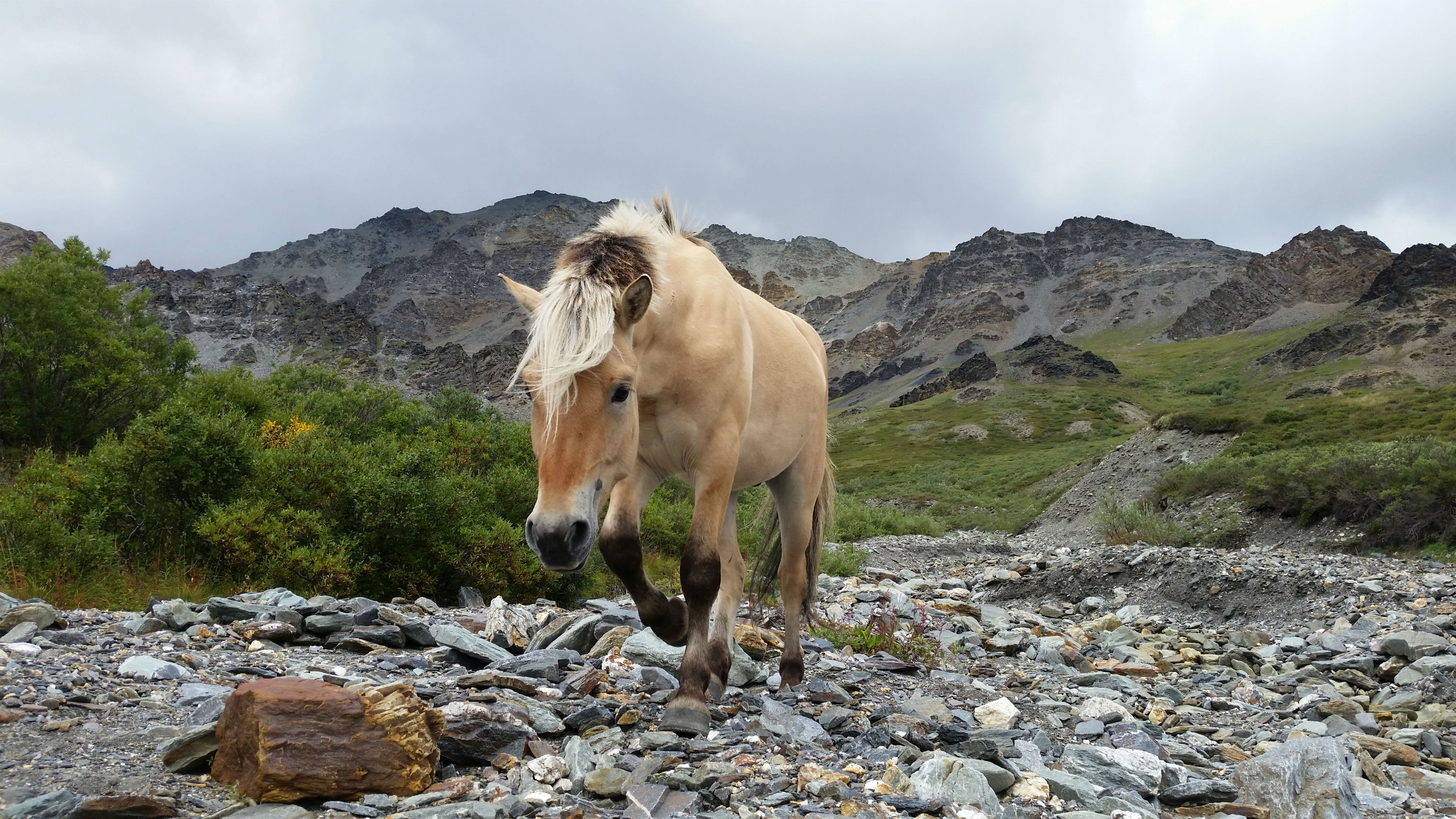 Horses grazing up the creek Rampage Alaska