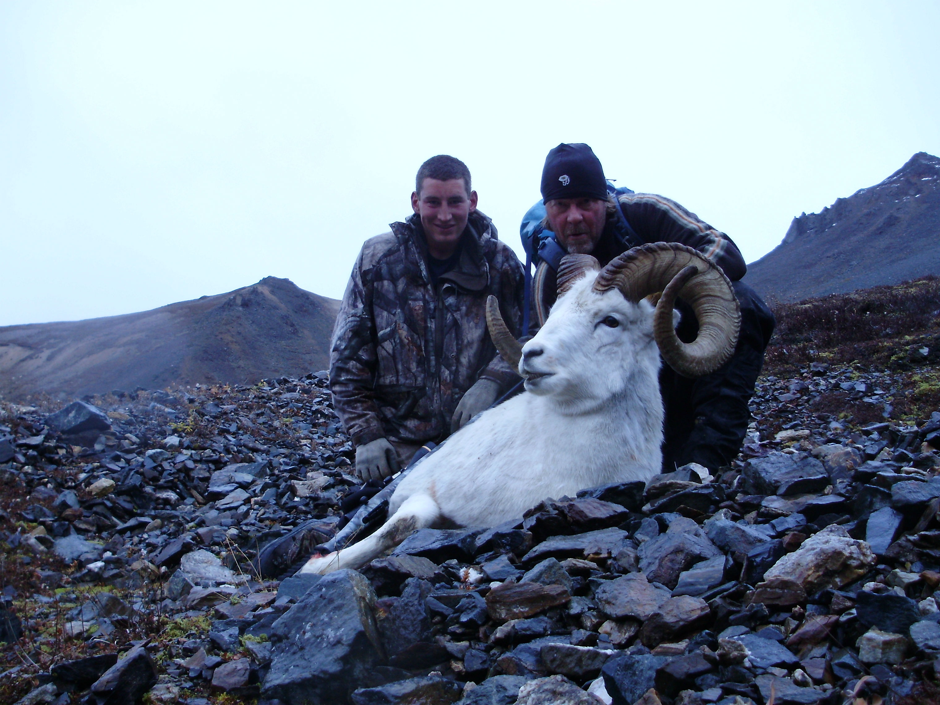Dall Sheep in the Alaska Range | Rampage Alaska3040 x 2280