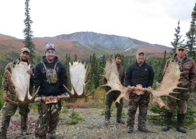 Alaska Range Moose