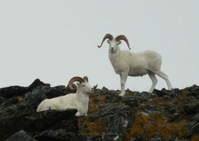 Alaska Range Dall Sheep