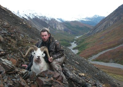 Alaska Range Dall Sheep