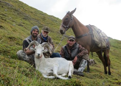 Alaska Range Dall Sheep