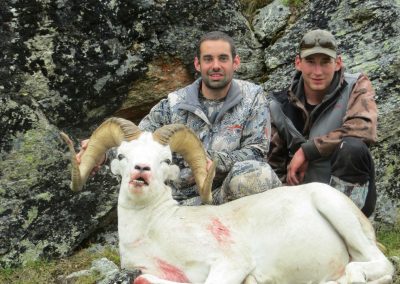 Alaska Range Dall Sheep