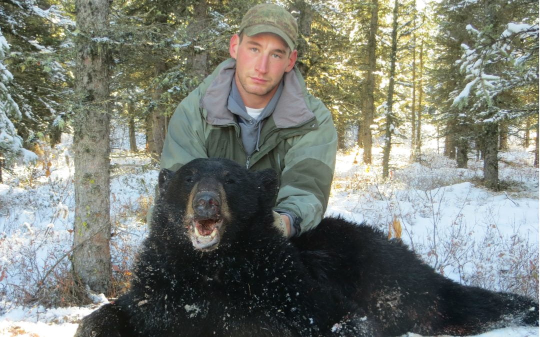 Alaska Range Black Bear