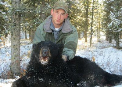 Alaska Range Black Bear