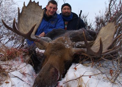 Alaska Range Moose