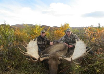 Alaska Range Moose
