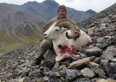 Alaska Range Dall Sheep