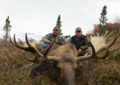 Alaska Range Moose