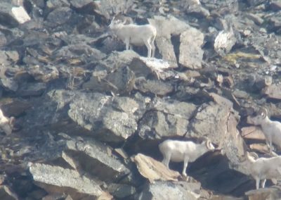 Alaska Range Dall Sheep