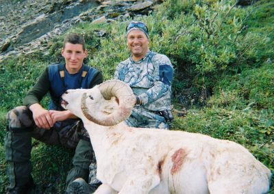 Alaska Range Dall Sheep