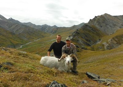 Alaska Range Dall Sheep