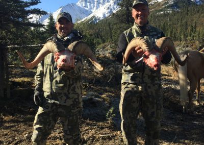 Alaska Range Dall Sheep