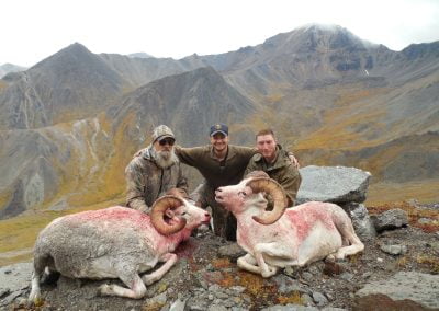 Alaska Range Dall Sheep