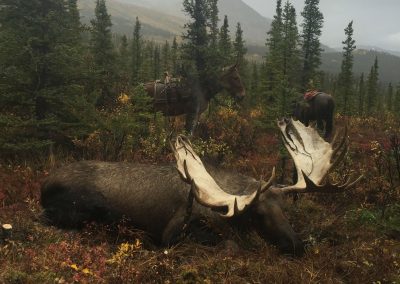 Alaska Range Moose