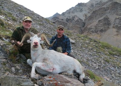 Alaska Range Dall Sheep