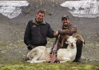 Alaska Range Dall Sheep