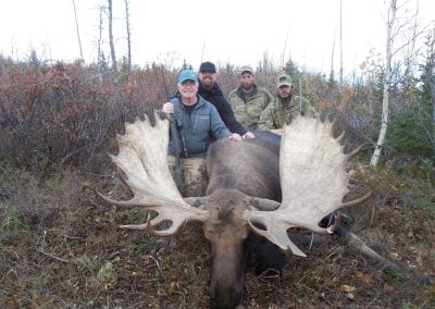 Alaska Range Moose