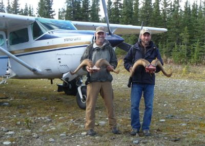 Alaska Range Dall Sheep