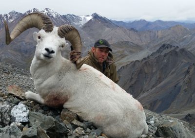 Alaska Range Dall Sheep