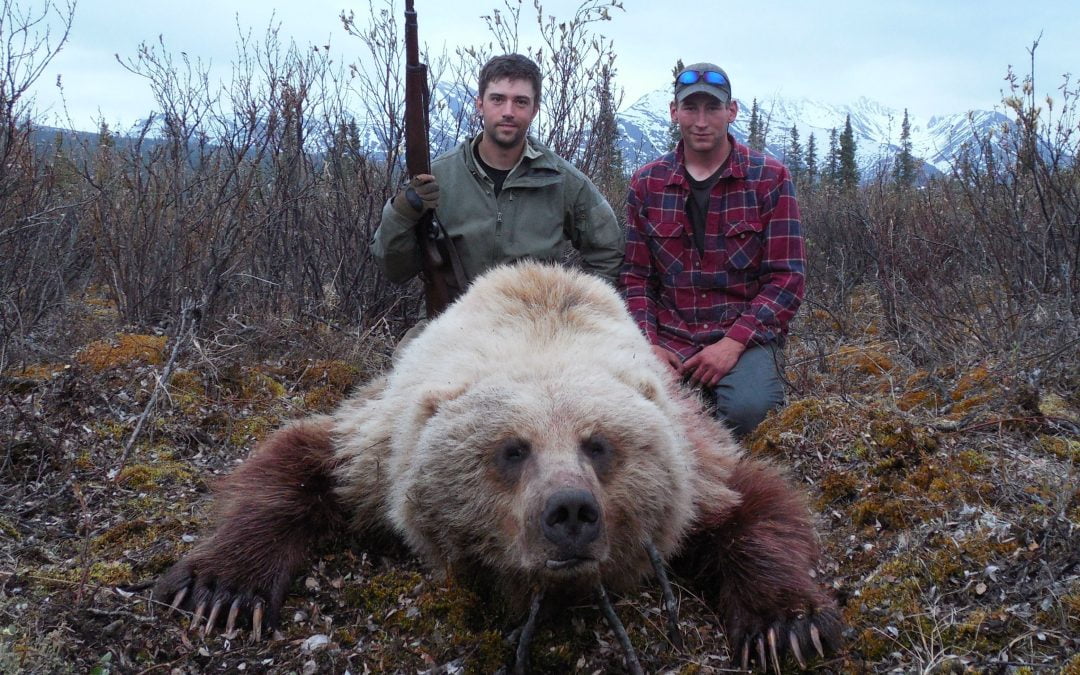 Alaska Range Grizzly