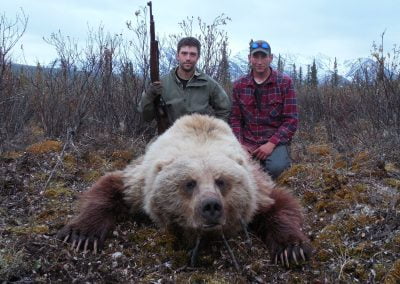 Alaska Range Grizzly