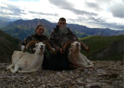 Alaska Range Dall Sheep