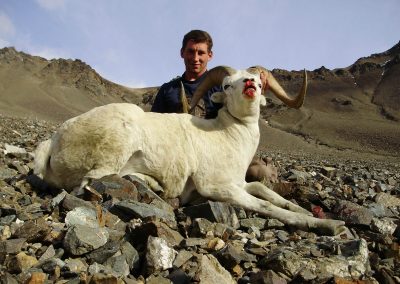 Alaska Range Dall Sheep