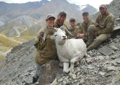 Alaska Range Dall Sheep
