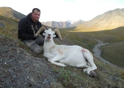 Alaska Range Dall Sheep