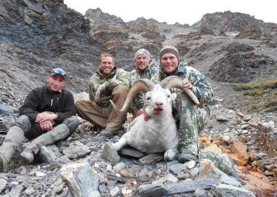 Alaska Range Dall Sheep