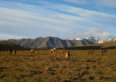 Horses at camp Ramalot