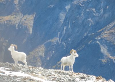 Alaska Range Dall Sheep