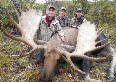 Alaska Range Moose