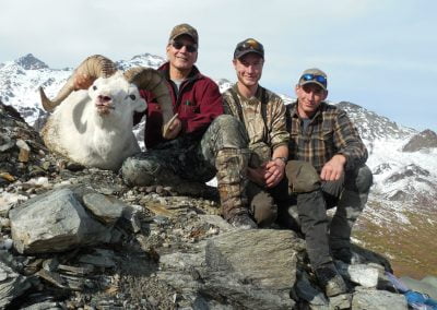 Alaska Range Dall Sheep
