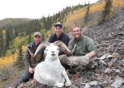 Alaska Range Dall Sheep