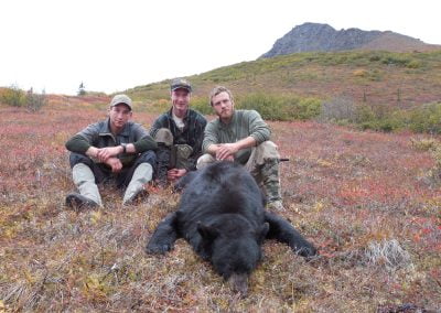 Alaska Range Black Bear