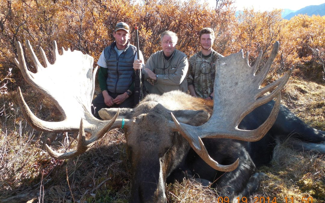 Alaska Range Moose