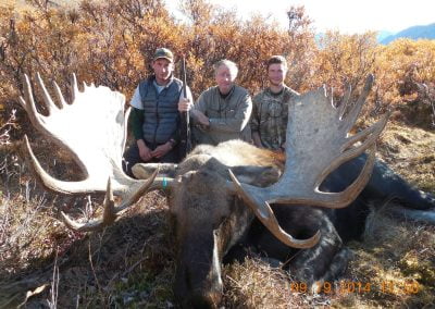 Alaska Range Moose