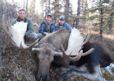 Alaska Range Moose