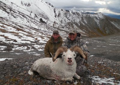 Alaska Range Dall Sheep