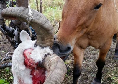 Horses like Dall sheep to
