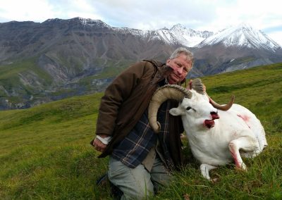 Alaska Range Dall Sheep