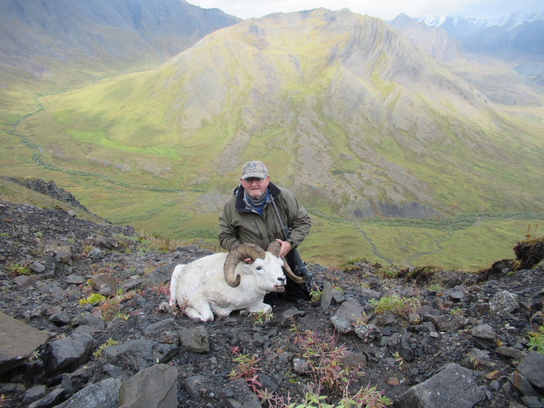 Alaska Range Dall Sheep