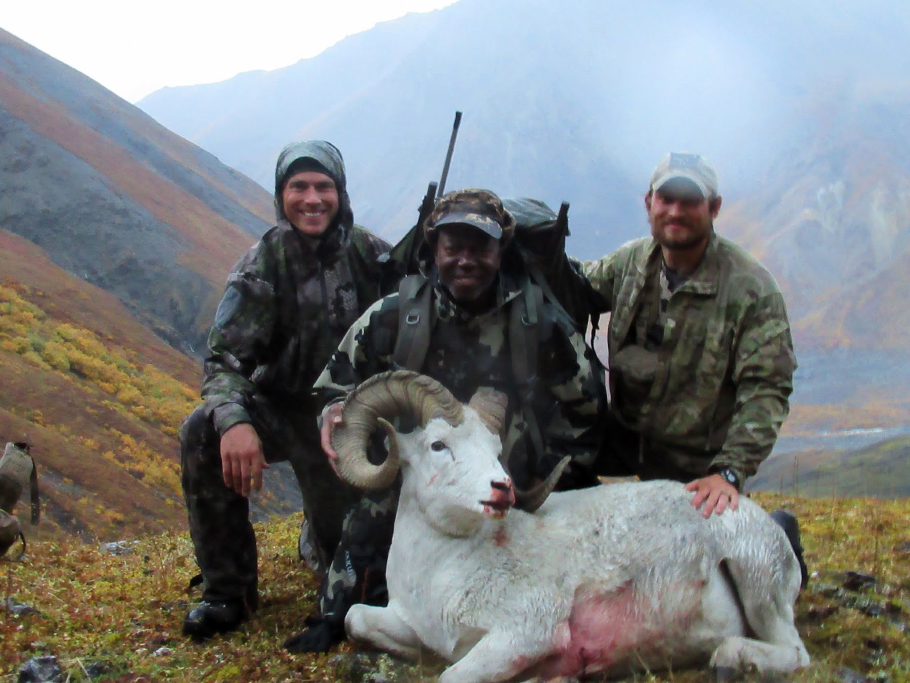 Alaska Range Dall Sheep