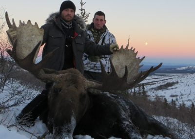 Alaska Range Moose
