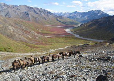 Mules near Denali