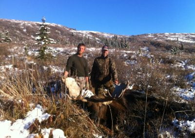 Alaska Range Moose