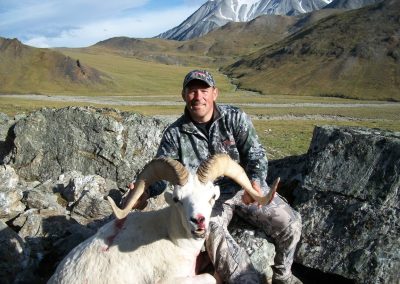 Alaska Range Dall Sheep