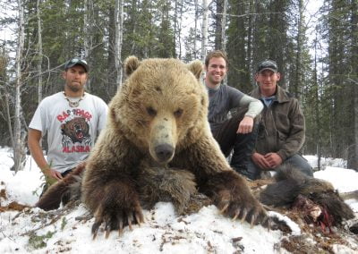 Alaska Range Grizzly